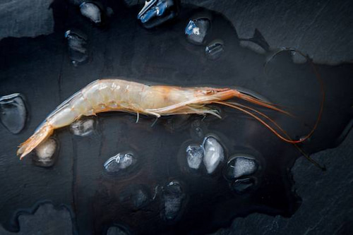 خرید میگو پرورشی سایز 130 + فروش عمده